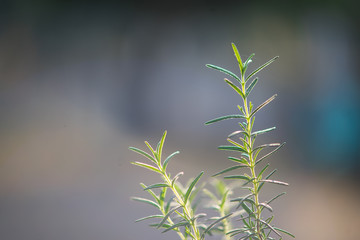 Fresh Rosemary Herb grow outdoor. Rosemary leaves Close-up.