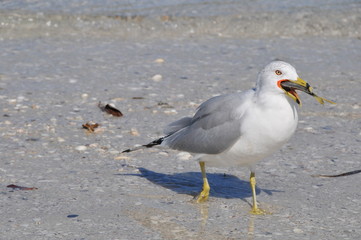 Seagull eating fish