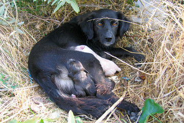 mom dog with her babys