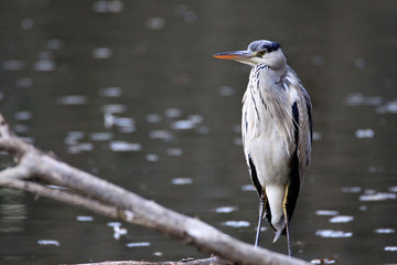 Heron