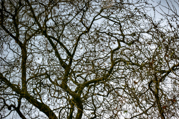 tree in the sky, dublin, ireland,irland
