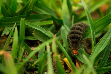 Insecto explorando el verde cesped