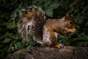 Squirrel