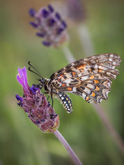 Zerynthia rumina. Butterfly in their natural environment.