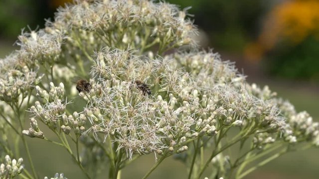 European honey bee (Apis mellifera) on agrimony
