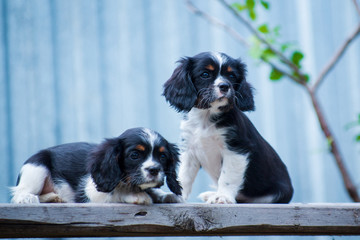 Two puppy cavalier king charles spaniel on a bench