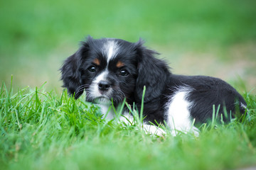 Fototapeta premium Cavalier king charles spaniel puppy on green grass