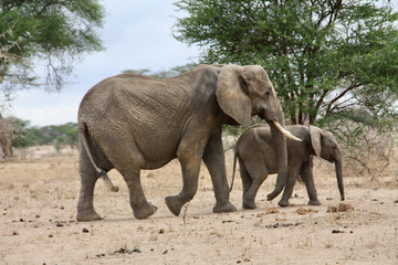 Elefant Mutter Kind Elefantenkuh Elefantenkalb