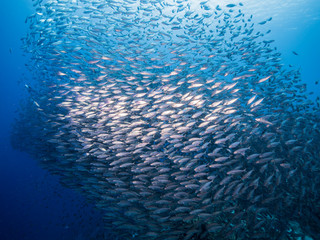 Bait ball / school of fish in turquoise water of coral reef in Caribbean Sea / Curacao