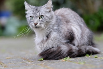 Hübsche weiß-graue Katze sitzend im Garten