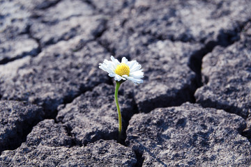 tiny white flower broke through dry cracked earth - obrazy, fototapety, plakaty