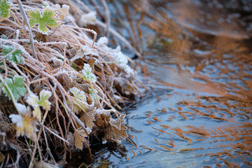 Plants and grass covered with rime at the banks of a garden pond with ice on a cold winter morning....
