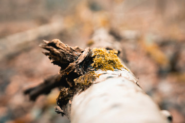 Stumpf am Baum