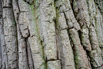 Textured wood tree bark background. Large brown tree bark.