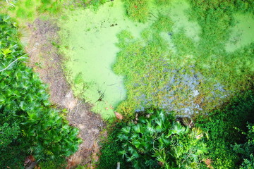 Tropical forest and swamp in Australia