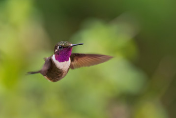 Fototapeta na wymiar Purple-throated Woodstar - Calliphlox mitchellii, beautiful small hummingbird from western Andean slopes, Mindo, Ecuador.