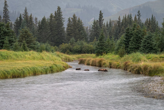 As the rain falls, a mother grizzly bear leads her three cubs across a river.  Image taken in Lake Clark National Park, Alaska.