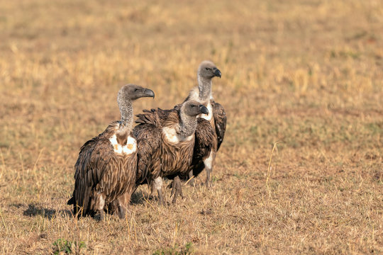 Three African White-Backed Vultures standing in a line on the grass.  Image taken in the Maasai Mara, Kenya.