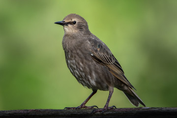 Obraz premium Starling Juvenile Perched on Railing