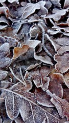 closeup of cold on leaf