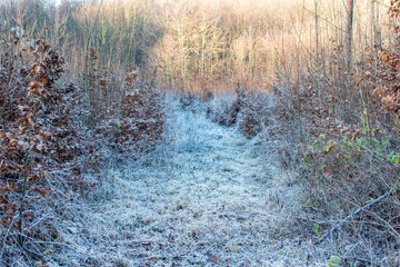 Kalter Wald mit Bodenfrost und Sonne im Hintergrund.