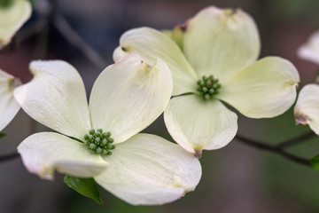 Close up of a dogwood tree in full bloom