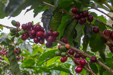 Coffee plantation, Alajuela region, Costa Rica