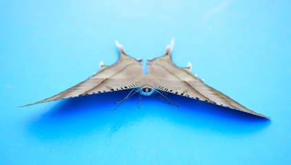 Butterfly that lives in Southeast Asia. Blue background.