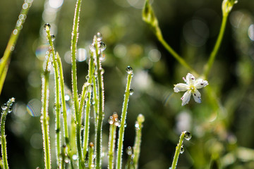 flower in grass