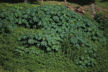 castor bean plant with green leaves