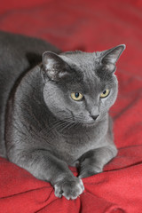 The gray cat stared its claws into a red plaid. Close-up of an e