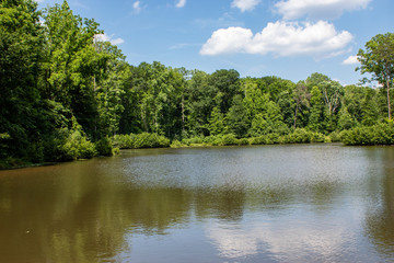 Fototapeta premium lake in the forest