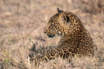 Close up of a  leopard cub (approximately 6 months old), laying in a clearing.  Image taken in the Masai Mara, Kenya.
