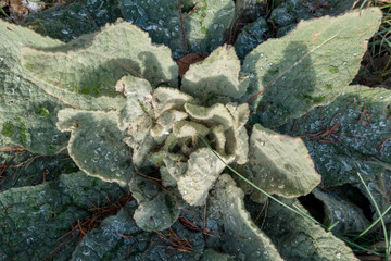 KÖNIGSKERZE (Verbascum) . BLATTROSETTE