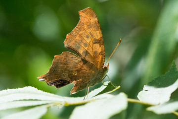 Butterfly 2019-164 / Question Mark Butterfly (Polygonia interrogationis)