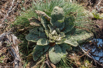 KÖNIGSKERZE (Verbascum) . BLATTROSETTE