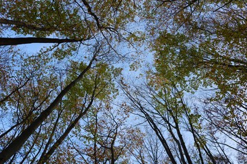 trees in the sky
