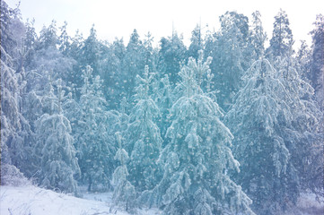 green coniferous trees and forest road under falling snow on a winter day © Елена Пахмутова