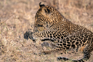 Close up of a  leopard cub (approximately 6 months old), laying in a clearing playing with a tuft of grass.  Image taken in the Masai Mara, Kenya.