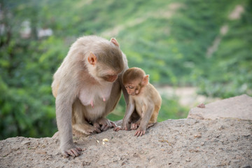 Mamá mono y monito 