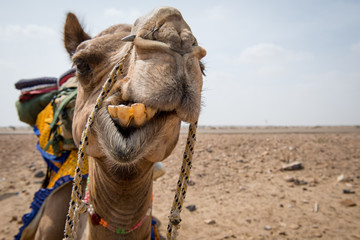 Retrato gracioso de camello en el desierto 