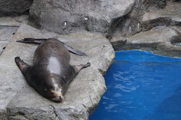 カリフォルニアアシカ(鳥羽水族館)