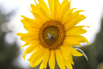 Sonnenblume, Blüte mit Biene. Bokeh Hintergrund. Gelbe Sonnenblume oder gemeine Sonnenblume mit einer Honigbiene. Muster für Hintergrund, Tapete, Einladung, Kalender, Grußkarten usw.