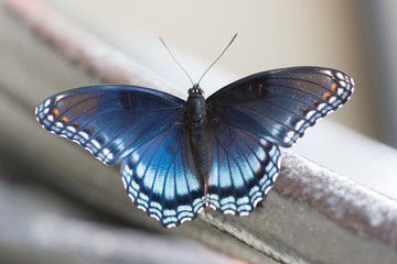 Butterfly 2019-169 / Red-spotted Purple Admiral (Limenitis arthemis)