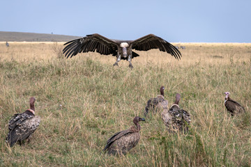 A vulture comes in for a landing joining a large group of vultures already on the ground.  Image taken in the Maasai Mara, Kenya.