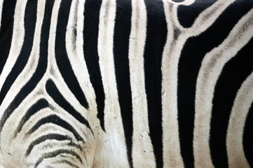 Fototapeta na wymiar Schwarz-weiße Linien Struktur eines Zebras
