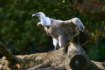 Grau-brauner Geier breitet seine Flügel aus und fixiert sein Opfer