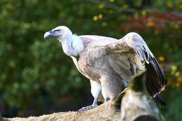 Grau-brauner Geier breitet seine Flügel aus und fixiert sein Opfer