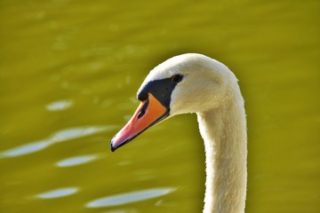 Fototapeta premium white swan