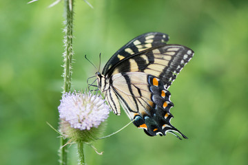 Butterfly 2019-171 / Tiger Swallowtail (Papilio glaucus)